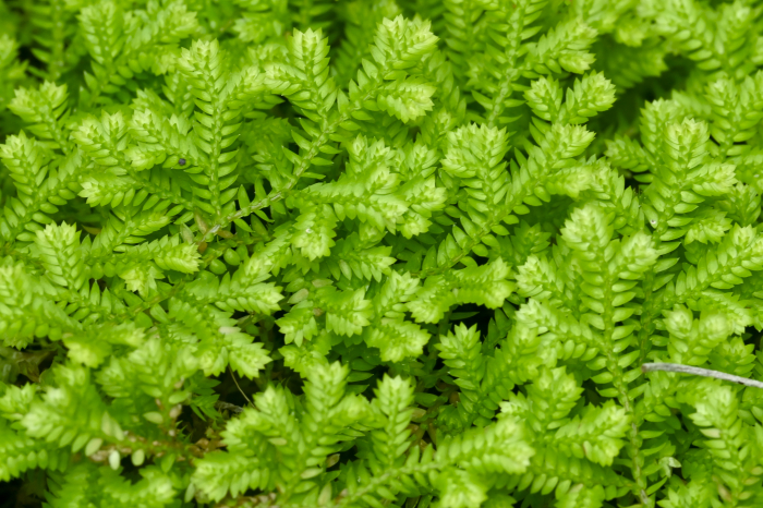 Sélaginelle (Selaginella kraussiana, Afrique de l'Est) - gryphea.org